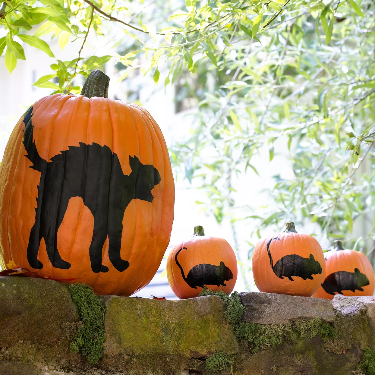 Cat Mice Silhouettes Pumpkins