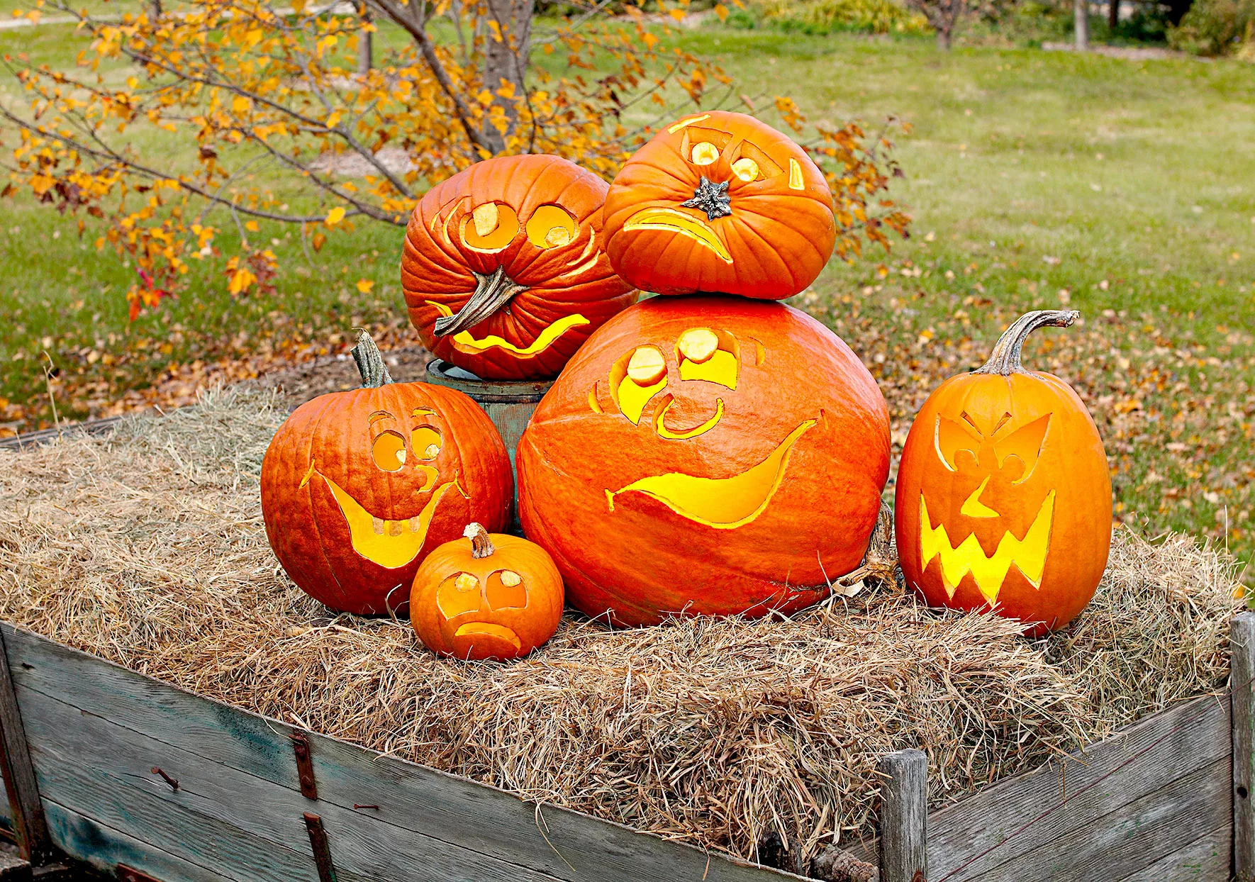 Group of carved pumpkins on hay