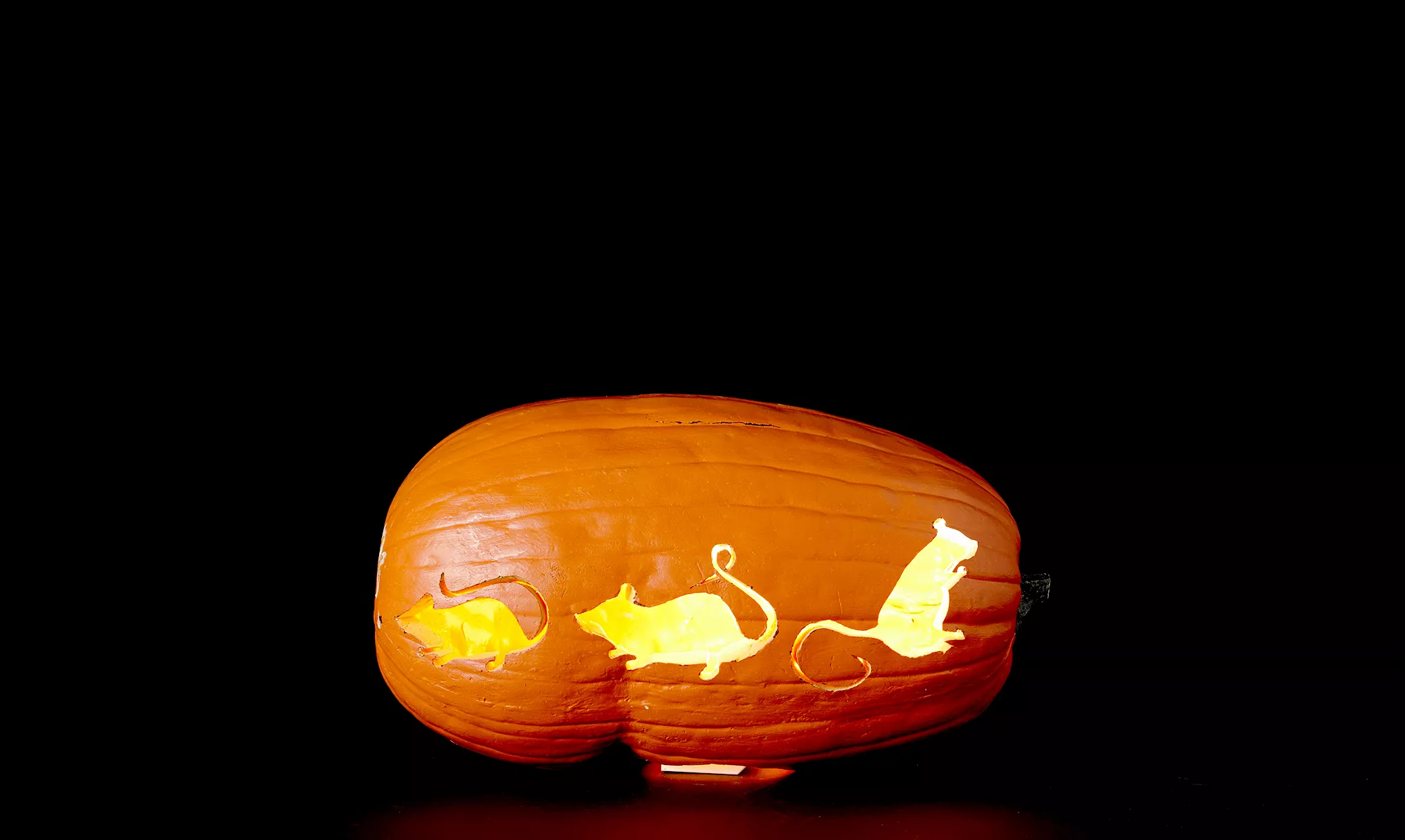 Pumpkin with three carved mice